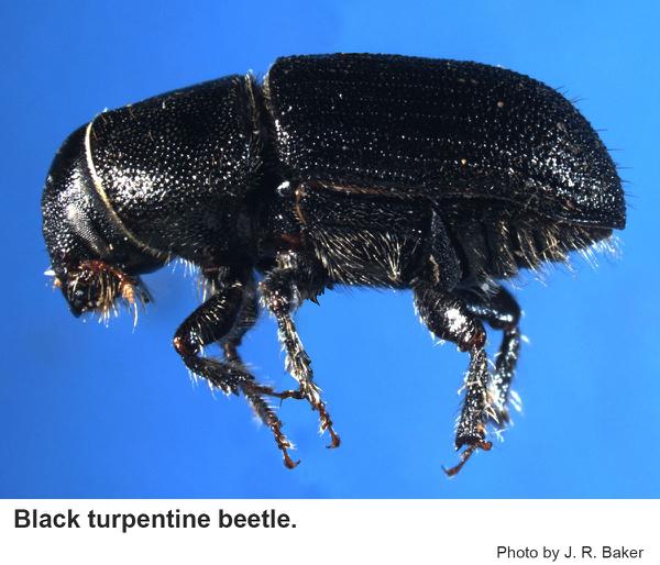 Thumbnail image for Black Turpentine Beetle